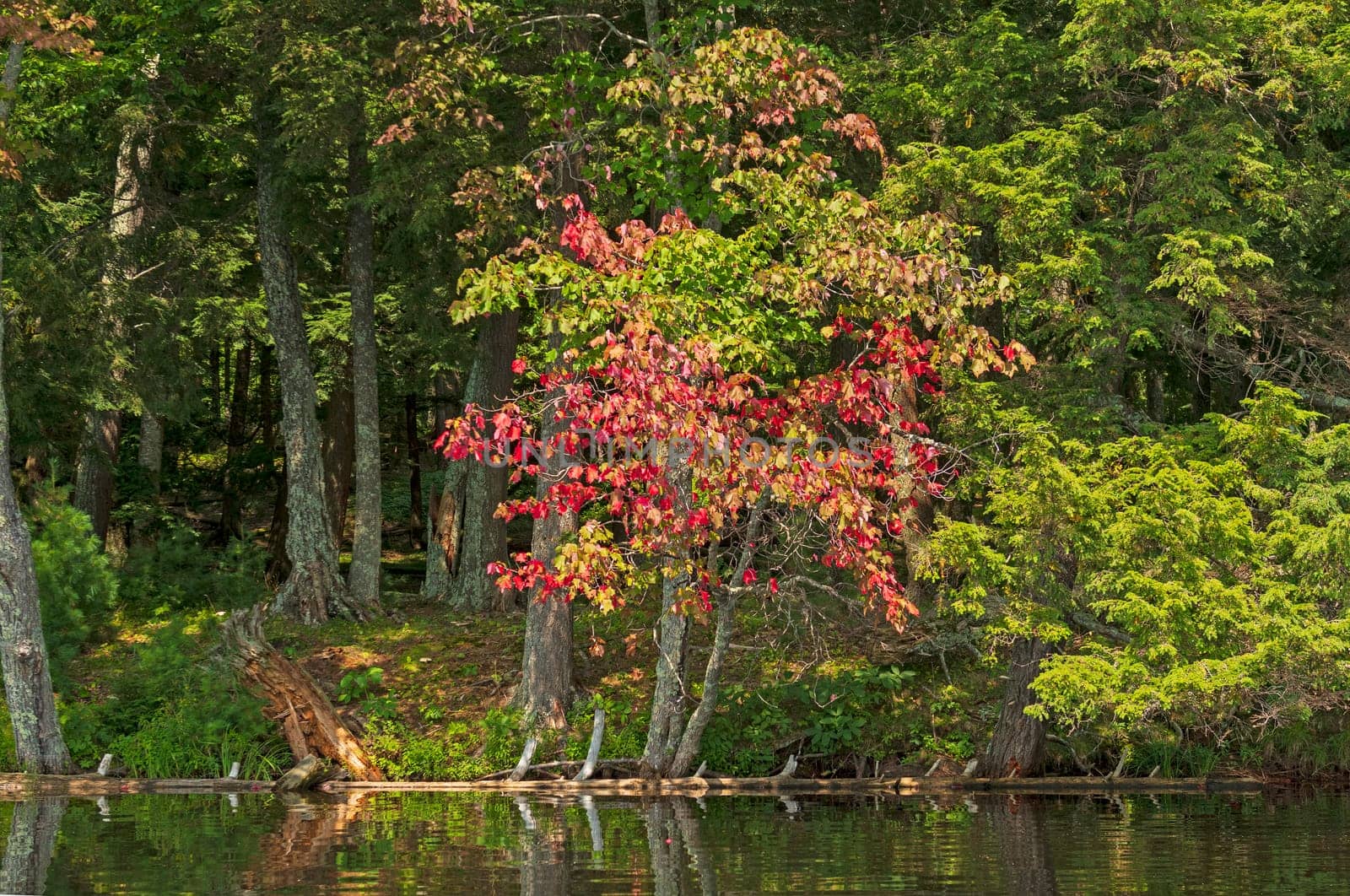 Colorful Tree on the Water's Edge on Mountain Lake in the Sylvania Wilderness in Michigan