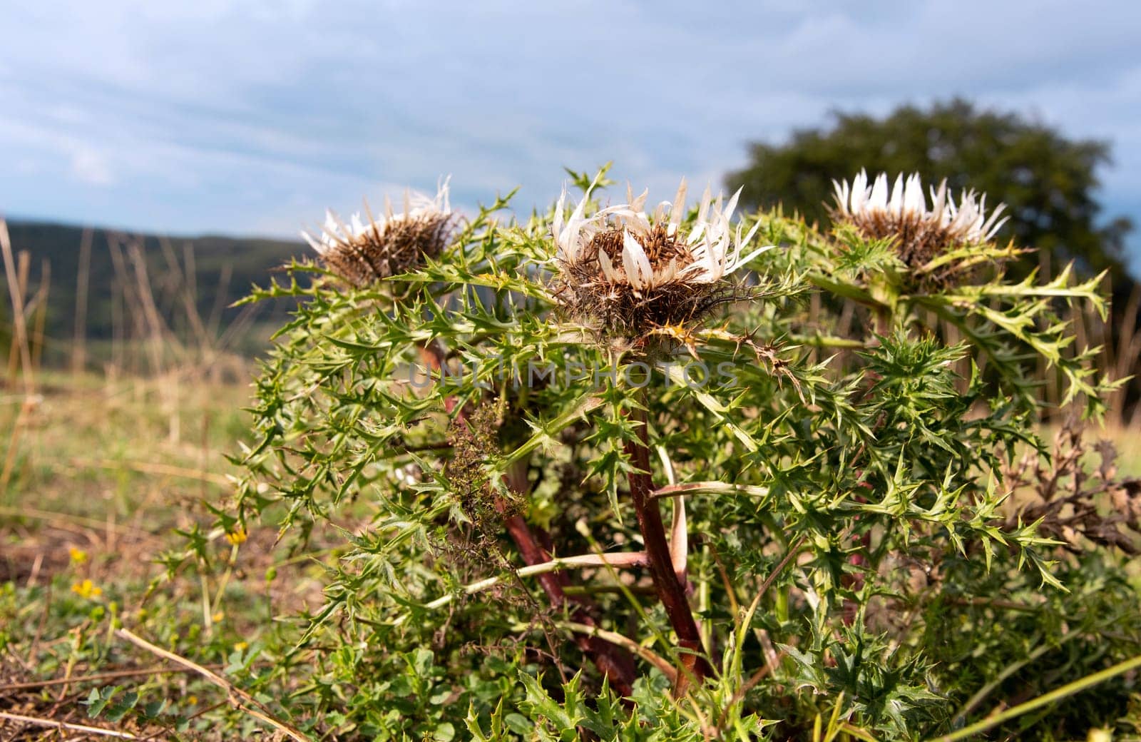 Carlina acaulis