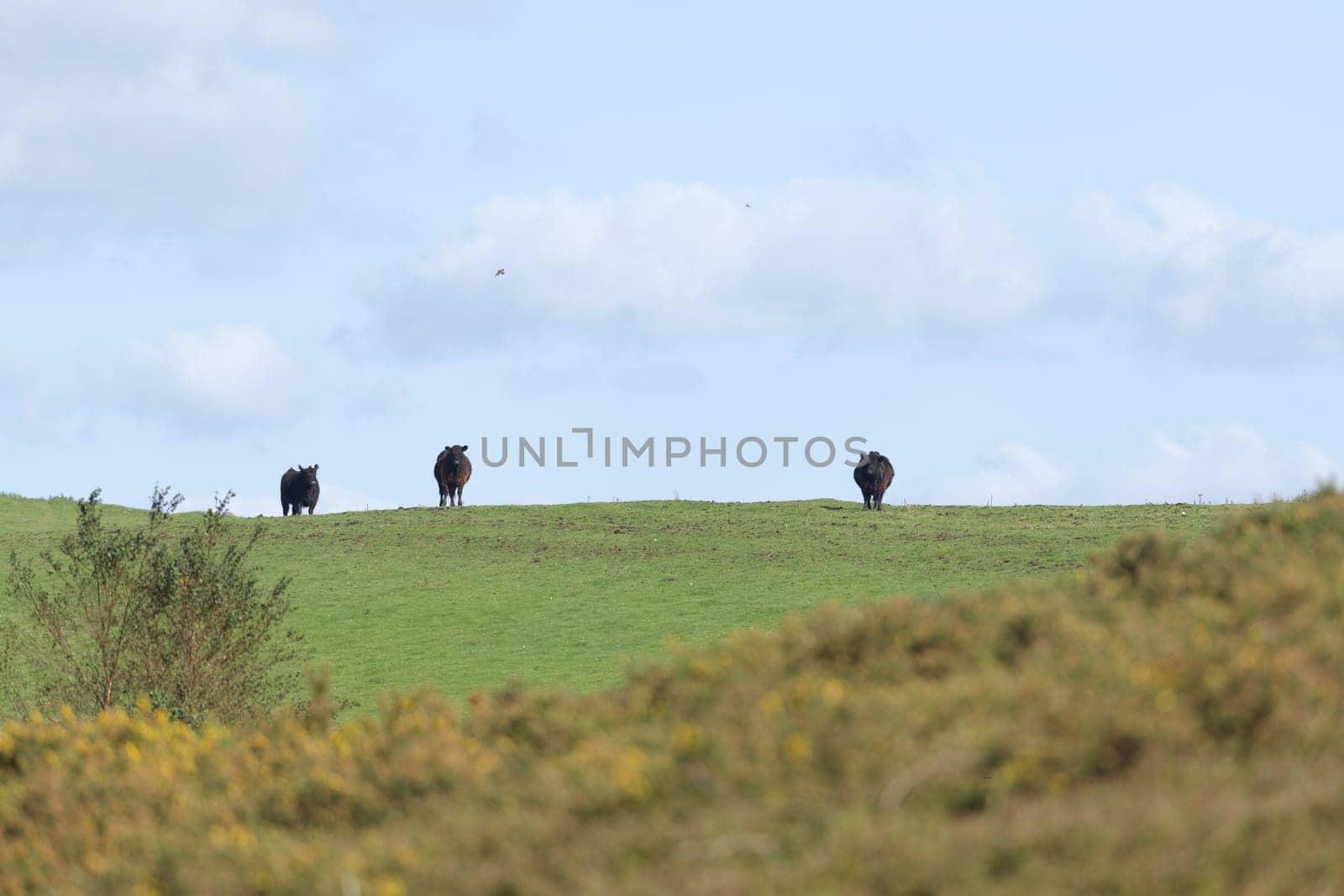 Dark black cattle stand out against the bright blue sky on a sunny summers day. Selective focus blurs the overgrown foreground and highlights the cows