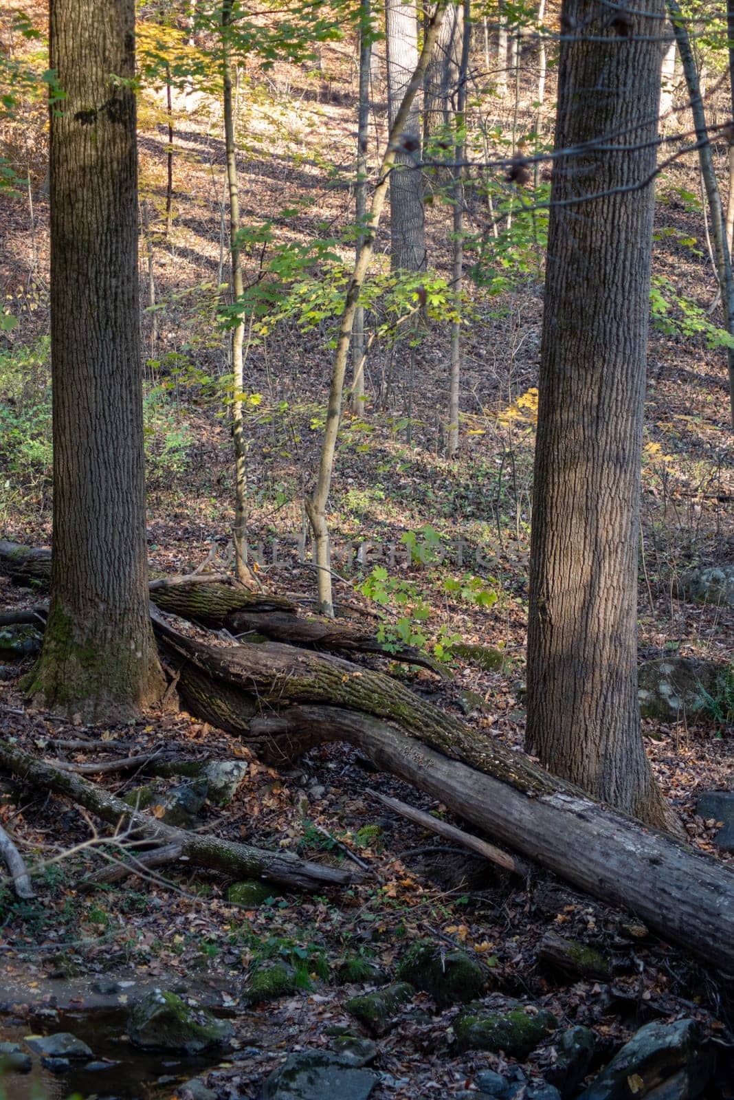 Beautiful woodland scene with textured fallen tree and two sturdy trees with rough bark and soft forest surroundings with copy space.