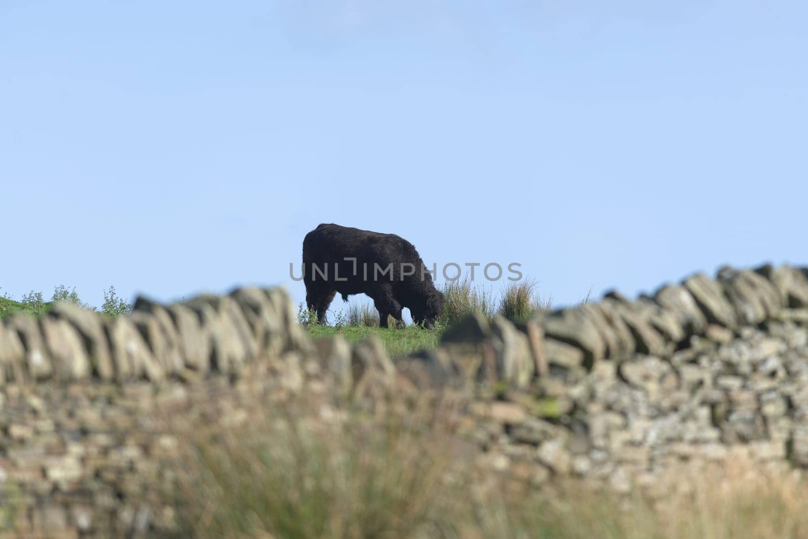 Out of focus dry stone wall in the yorkshire peak district frames a single large male bull cow as he grazes the luscious wild green field in summer.