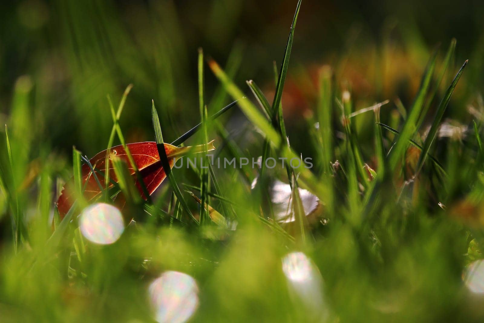 A red autumn leaf in a meadow with blades of grass and dew drops