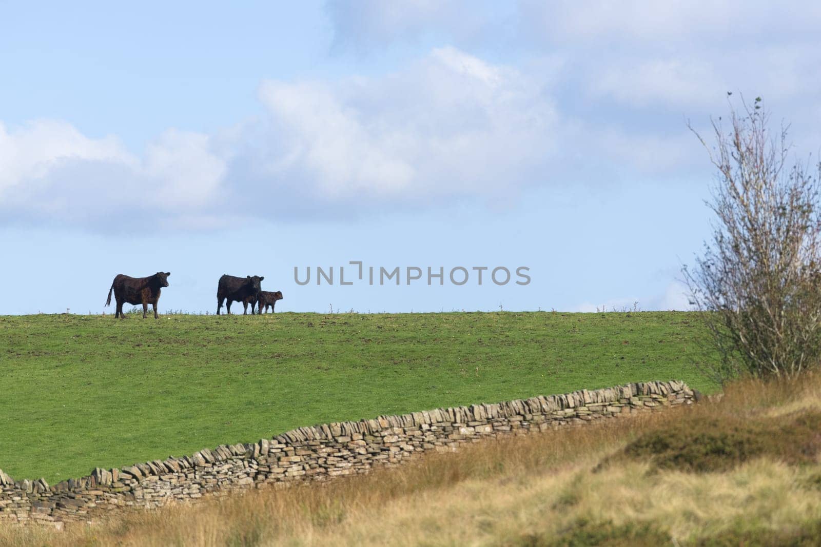 Mother, father and calf cows form an affectionate family scene on the horizon of a countryside field. Summers day, warm sunlight and adjacent meadow
