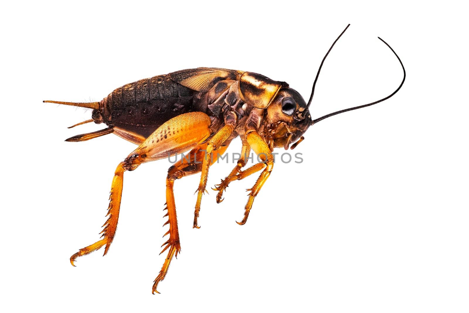 Mediterranean Field Cricket, close up of insect on white background