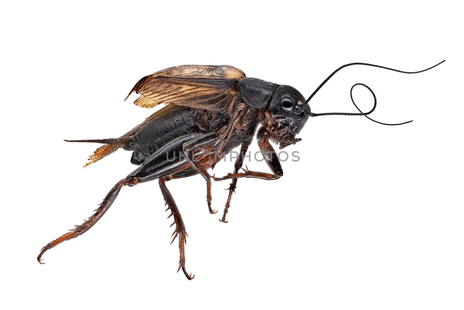 Mediterranean Field Cricket, close up of insect on white background