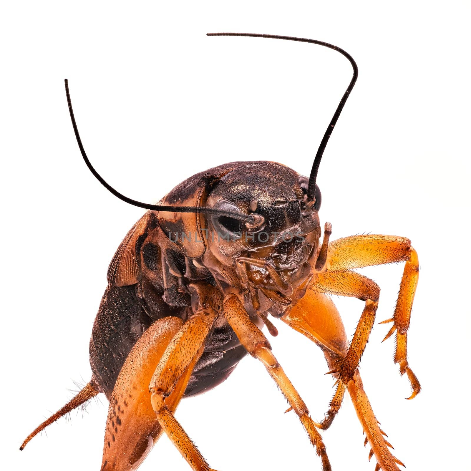 Mediterranean Field Cricket, close up of insect on white background