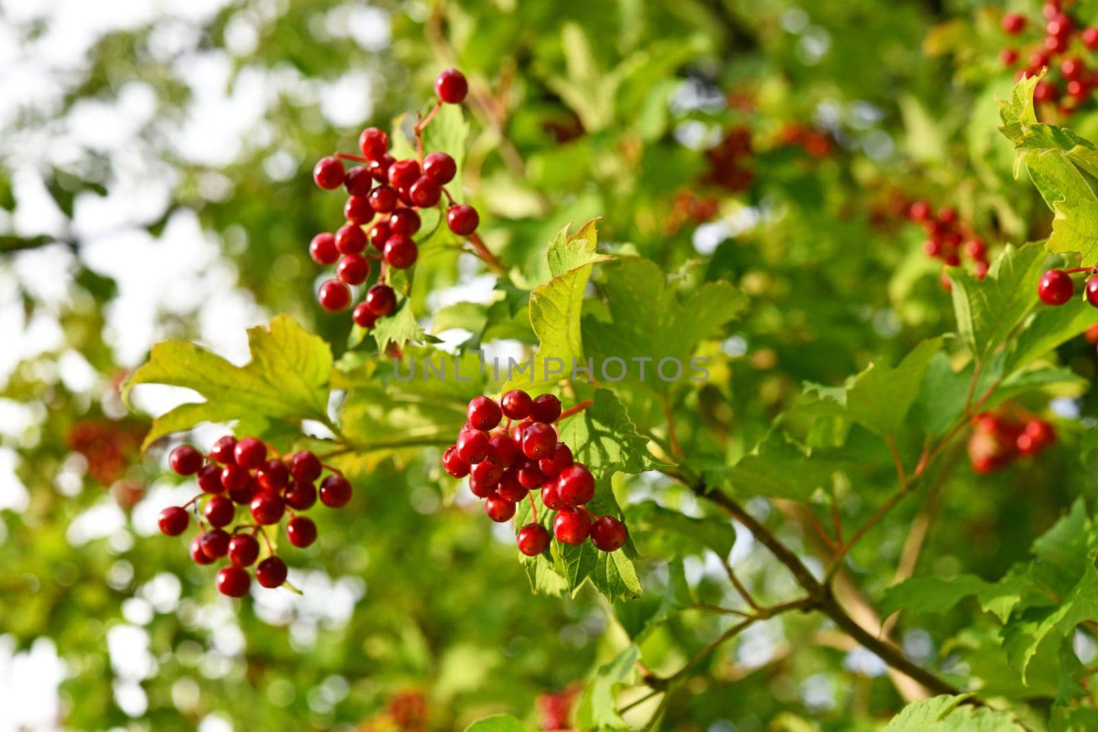 red berries of the virurnum