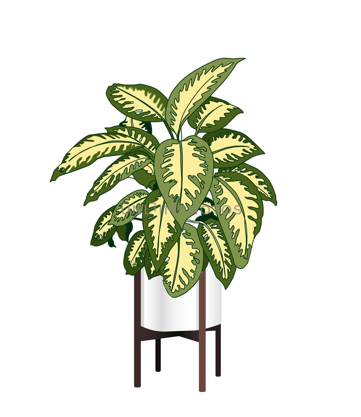 Dieffenbachia. A trendy houseplant. Modern flower pot. Plant vase. Plant growing. Vector illustration