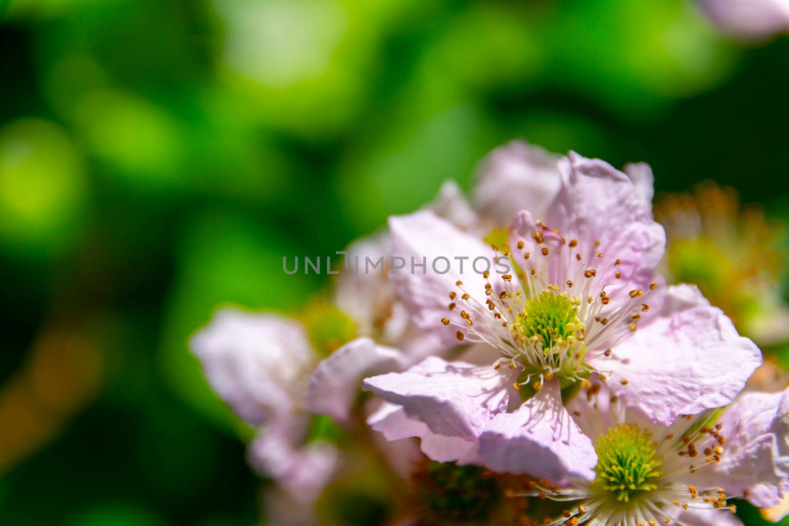 Framboise or raspberry flower heads during sprintime. Macro shot, detail and close-up. Beauty in nature
