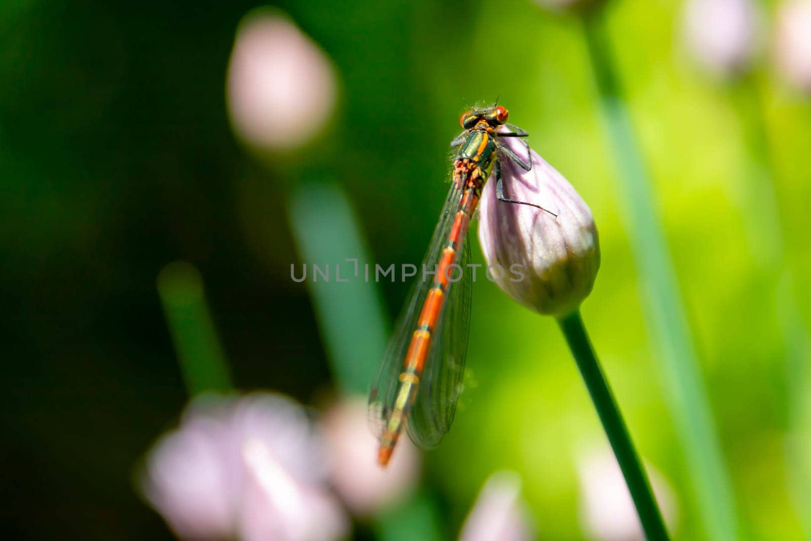 Dragonfly sitting on a closed chive flower bud. Beauty in nature.
