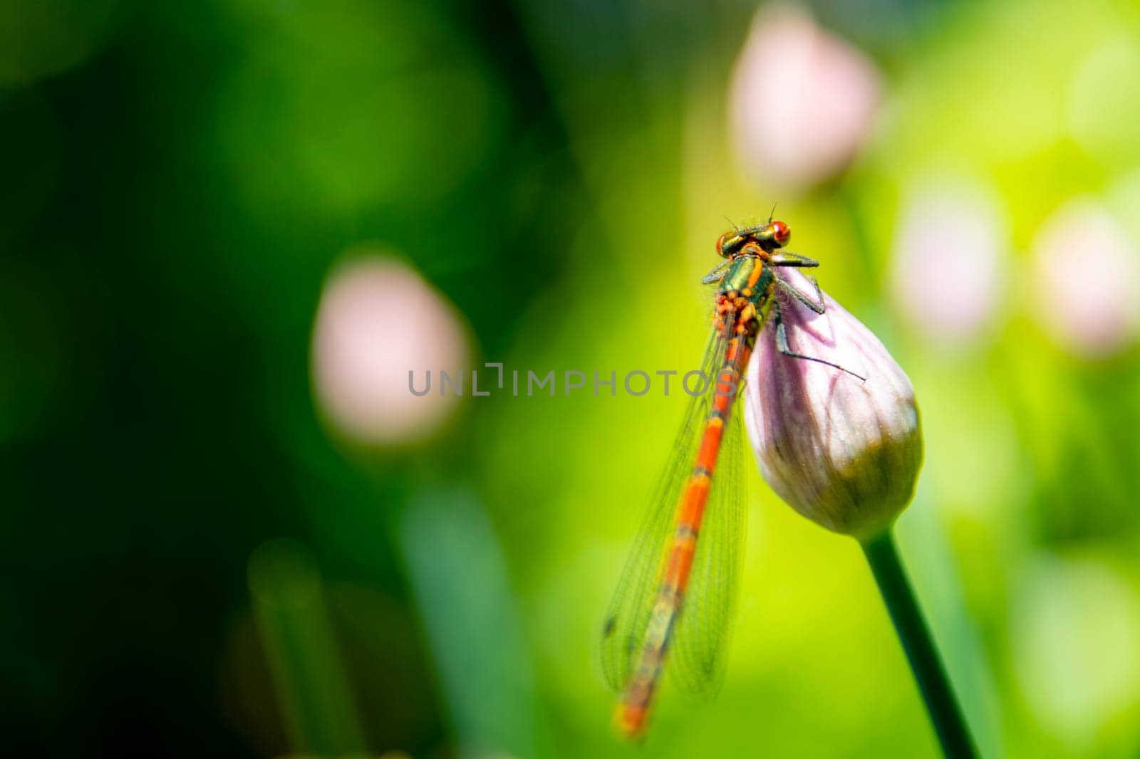 Dragonfly sitting on a closed chive flower bud. Beauty in nature.