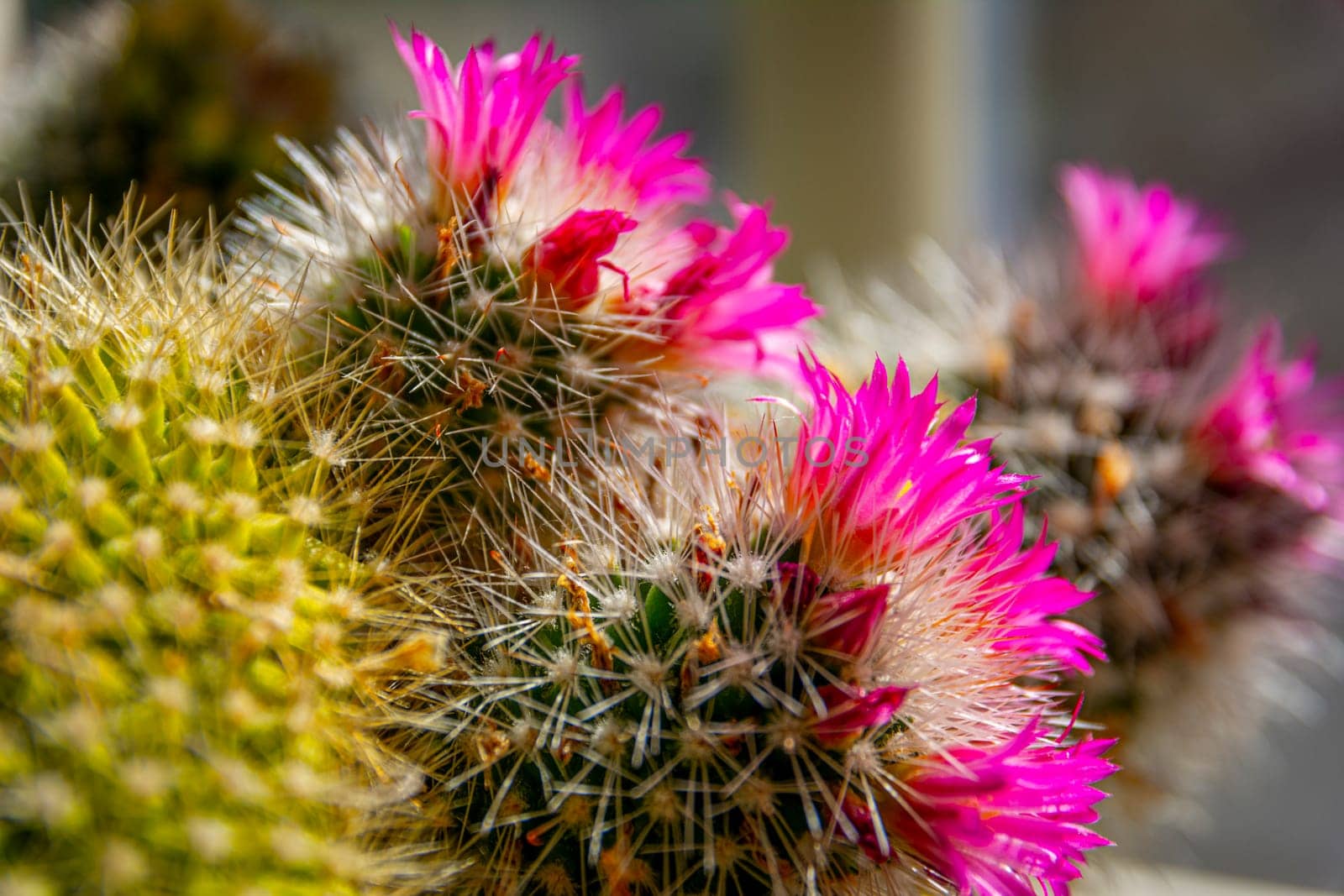 Close-up and macro of cactus with pink flower.