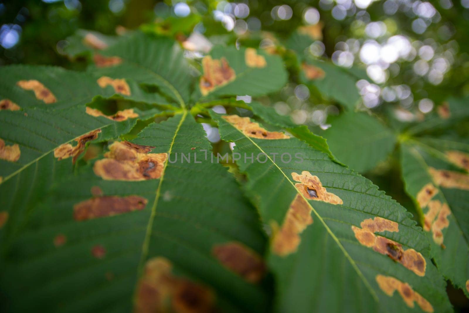 Horse chestnut leafs affected by Horse chestnut leaf-mining moth resulting in brown stains. Nature.