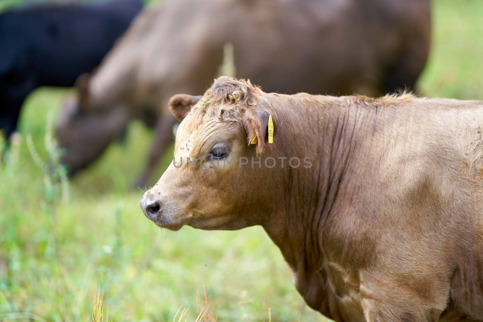 Cows on a meadow in Herrenkrug near Magdeburg used for landscape conservation