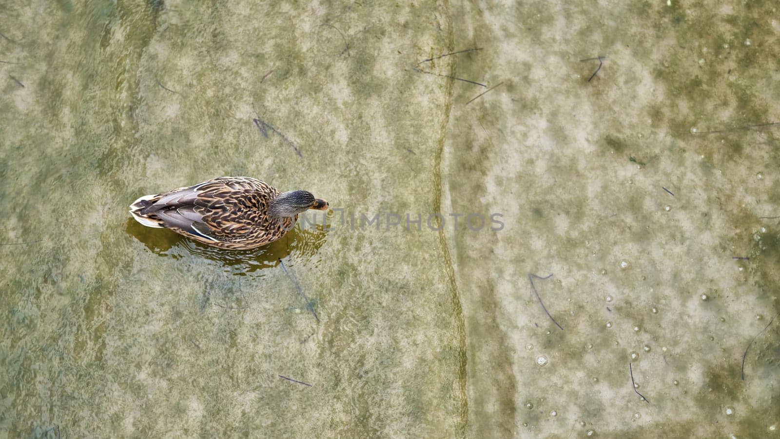 Aerial photo of a duck in water on the german Baltic coast