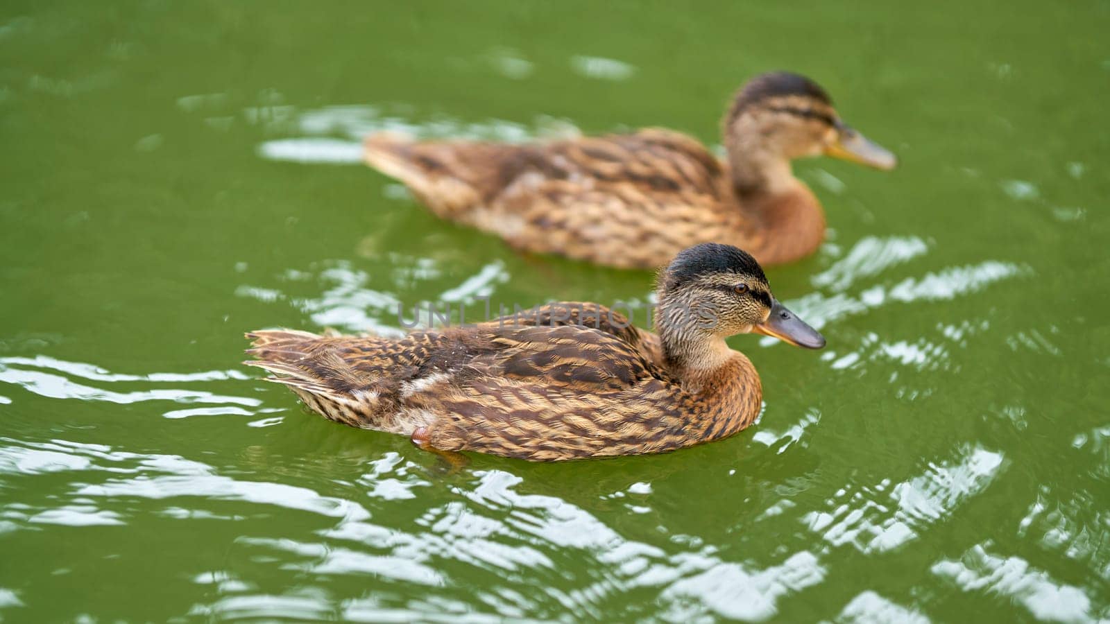 two ducks swimming on a lake in a park in Magdeburg in Germany
