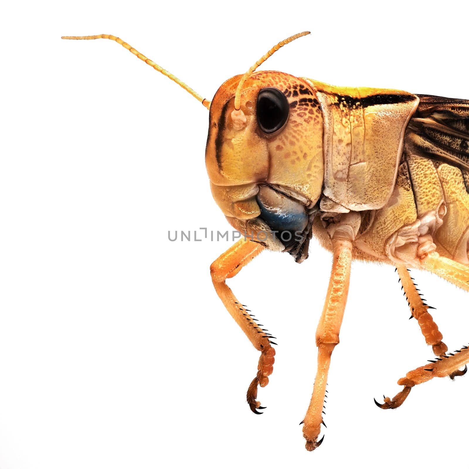 Locust Close Up, grasshopper isolated on white background
