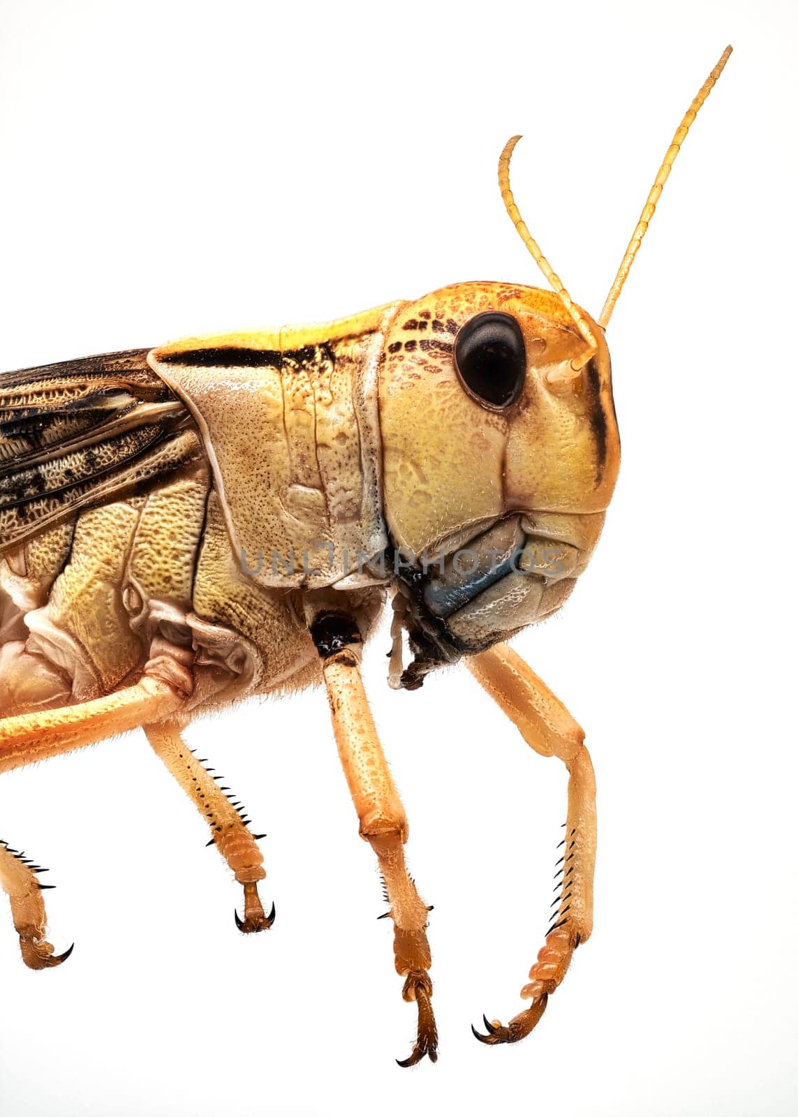 Locust Close Up, grasshopper isolated on white background