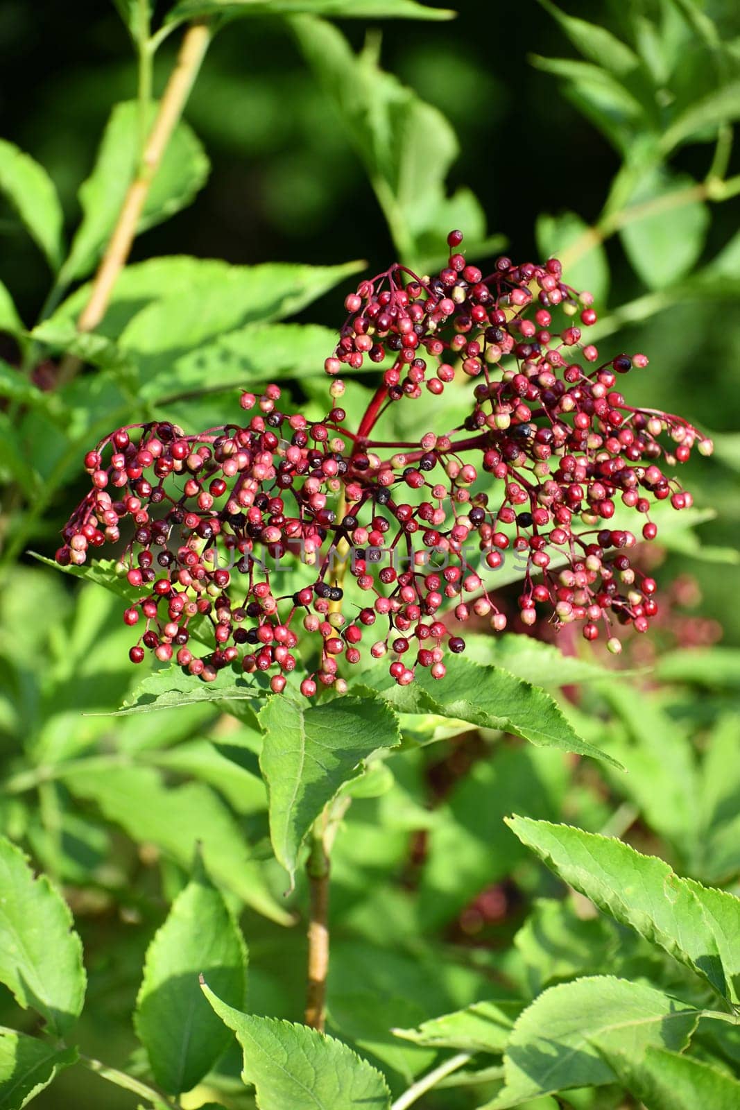 Lilacberries