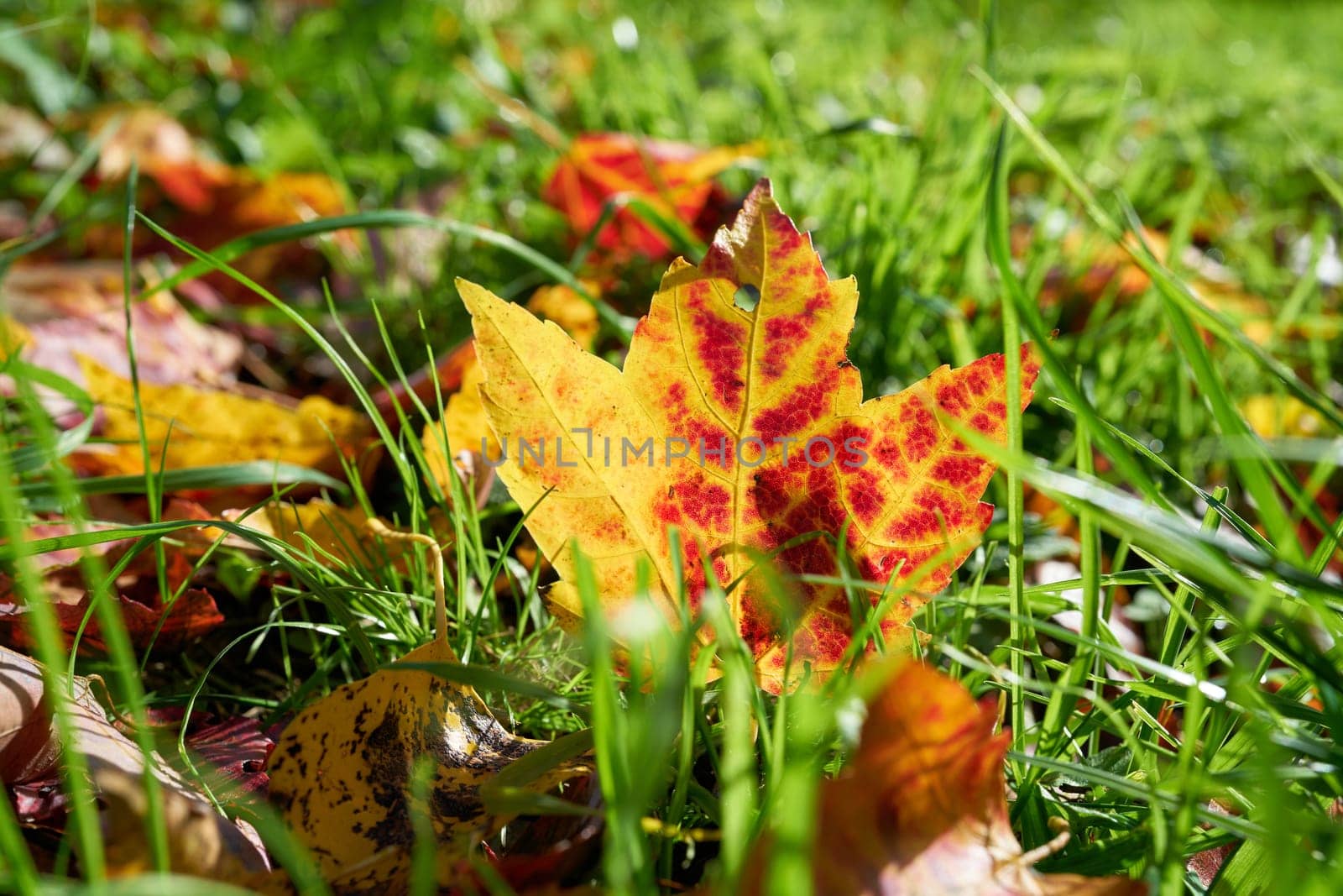 Maple leaf with colourful autumn colouring on a meadow