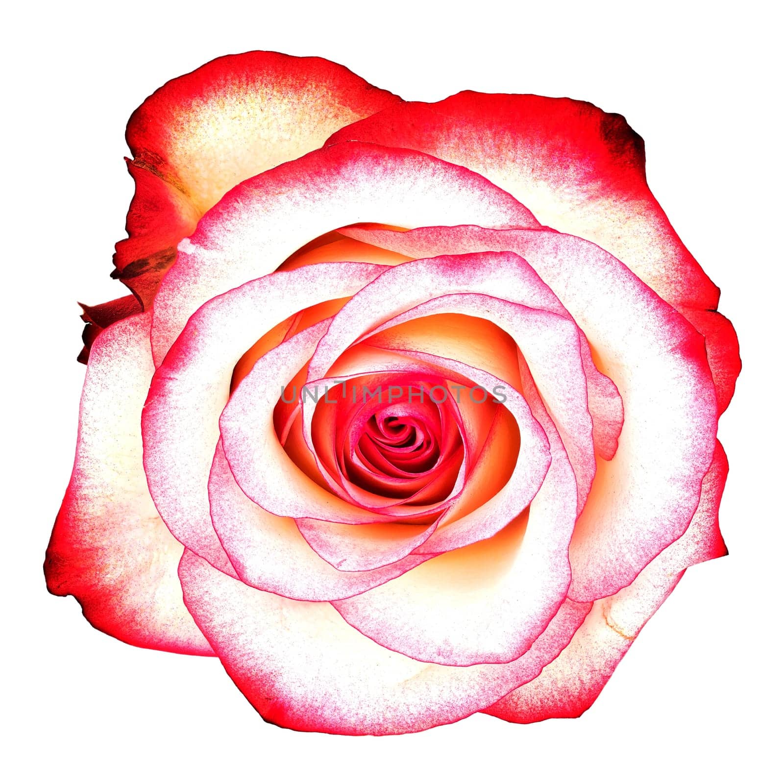 Rose Flower Pink, close up and studio shot of beautiful flower head