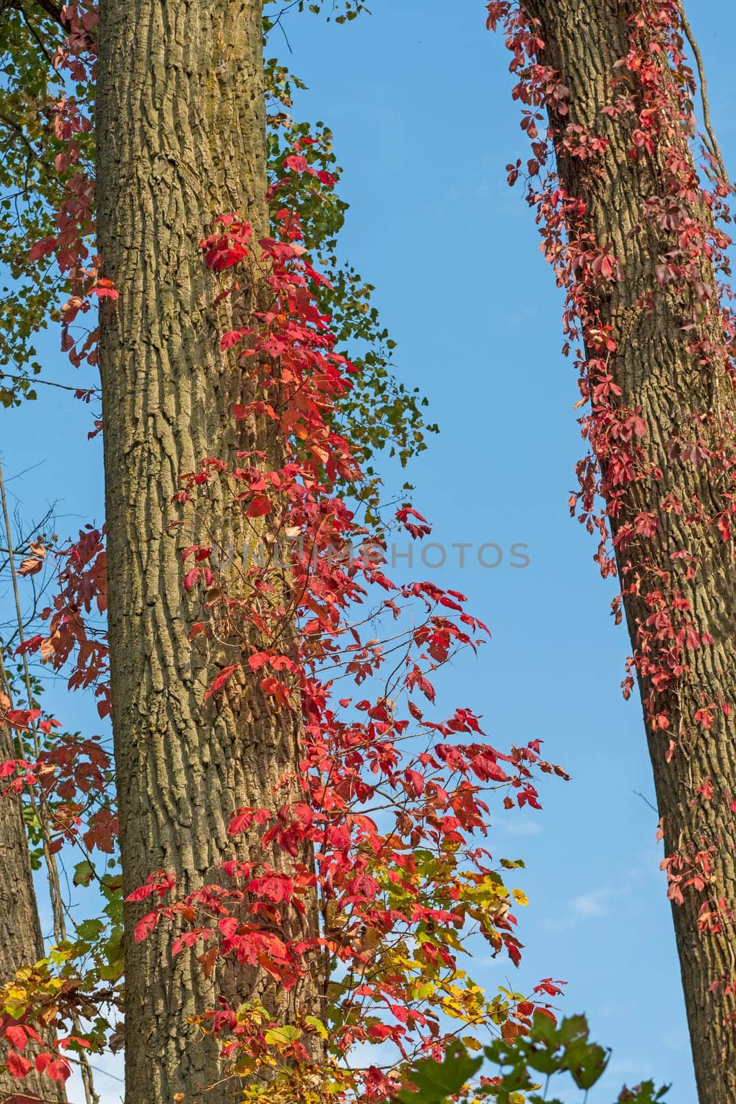 Virginia Creeper in Fall Colors in the Rose Lake State Natural Area in Michigan