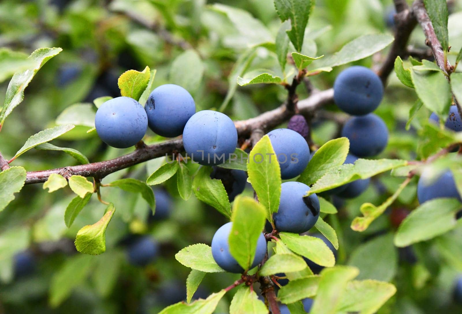 sloe thorn