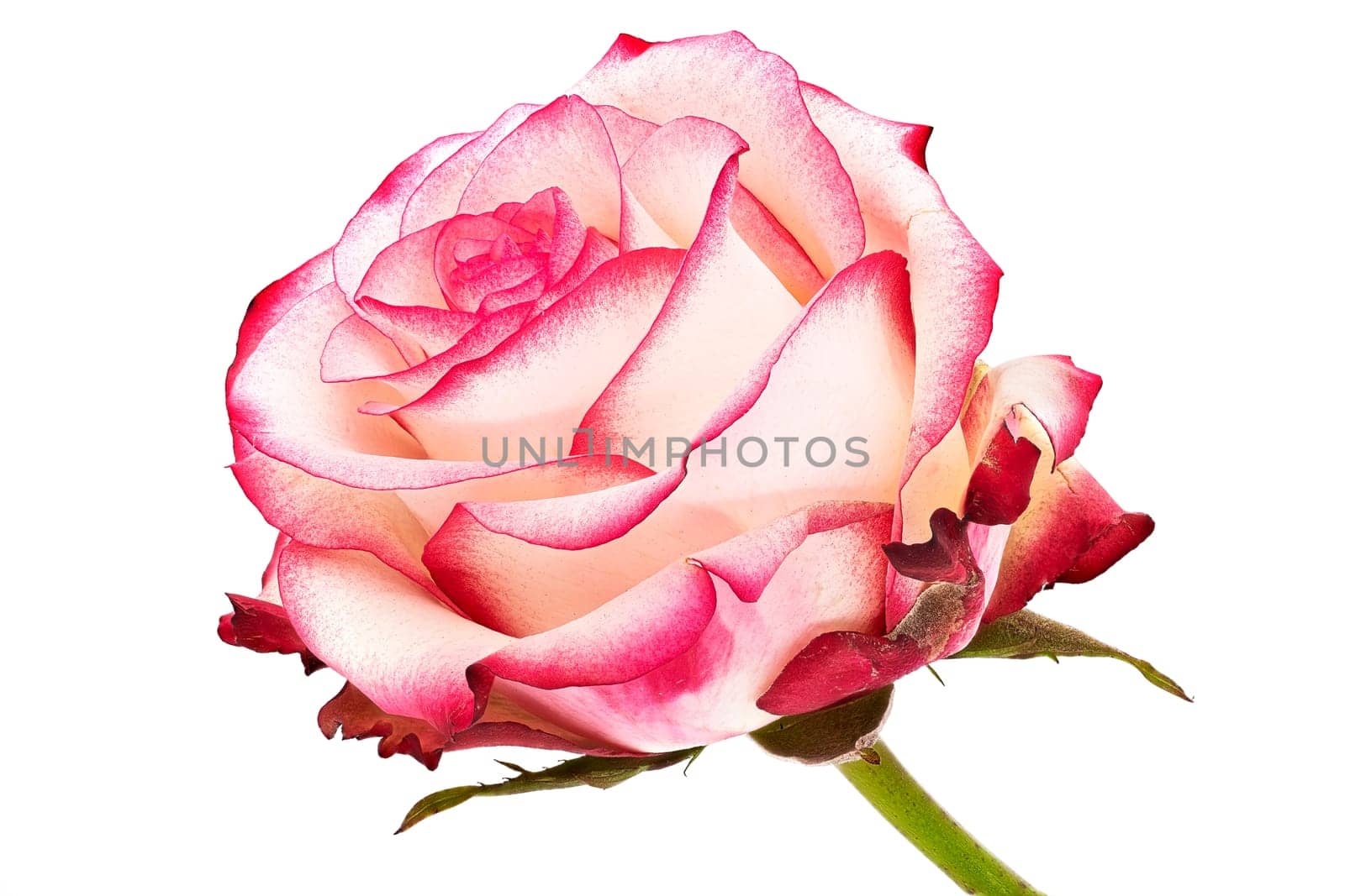 Rose Flower Pink, close up and studio shot of beautiful flower head