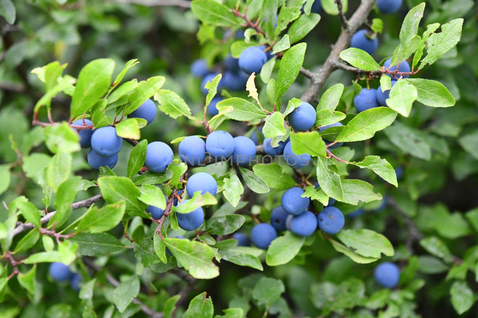 sloe thorn