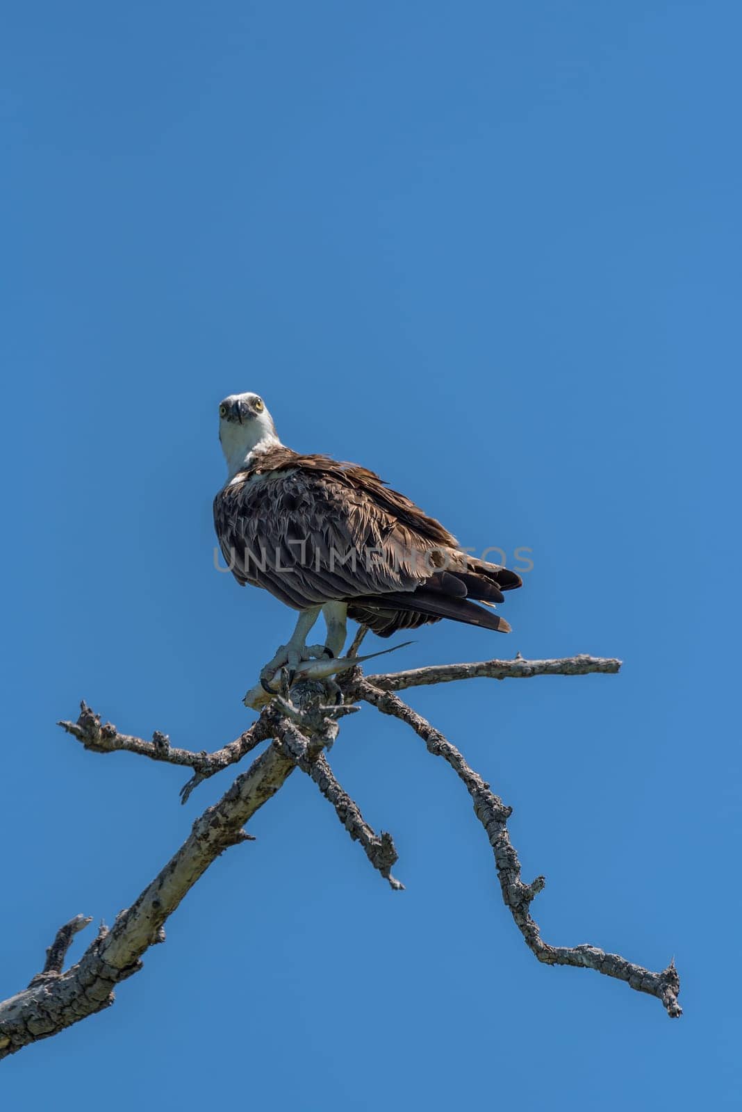 sitting osprey with a fish in its claws, Mexico