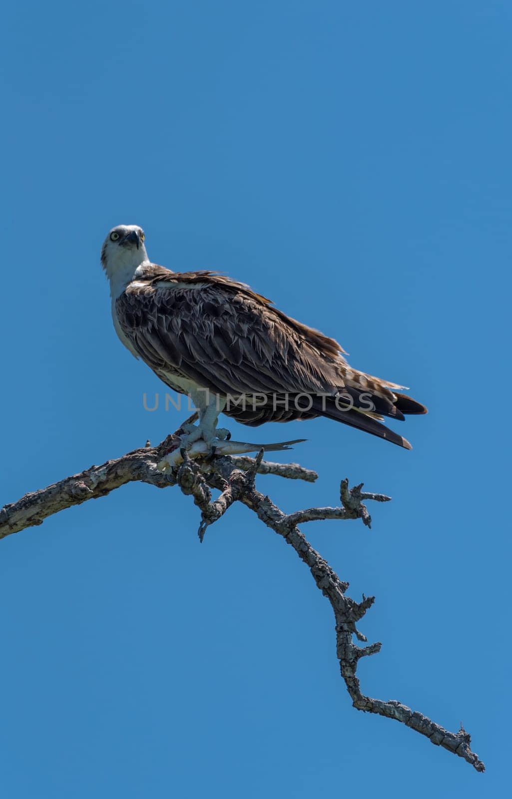 sitting osprey with a fish in its claws, Mexico