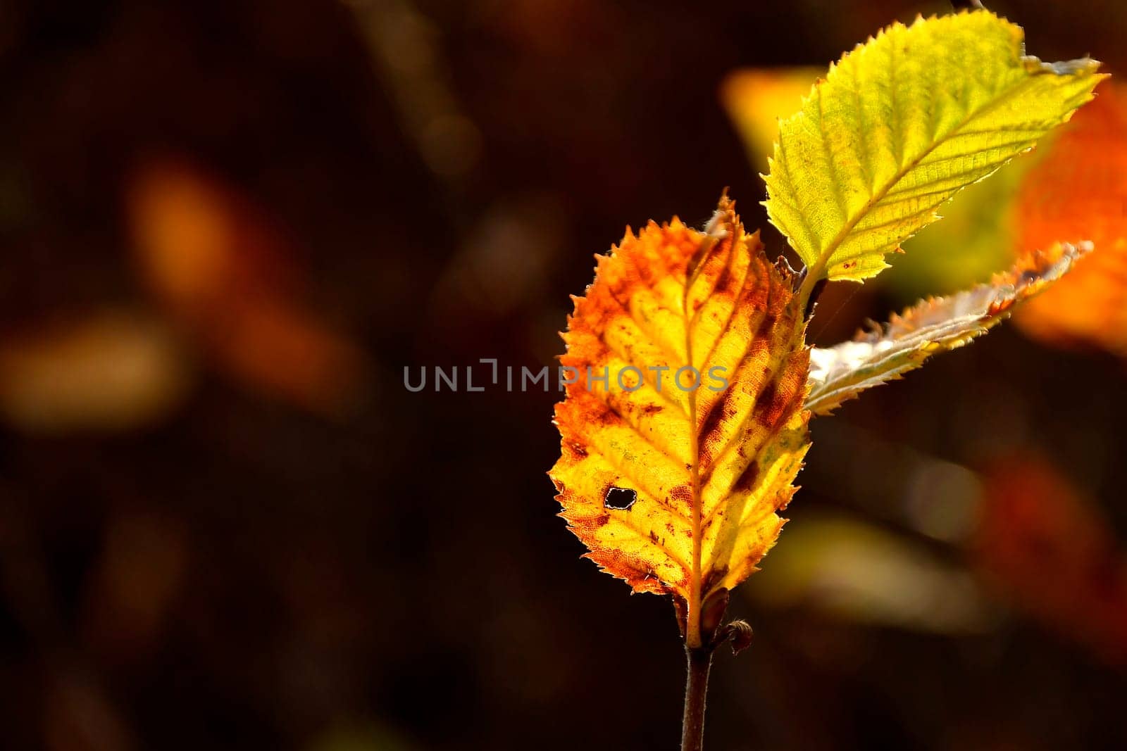autumnal colored beech leaves in backlit