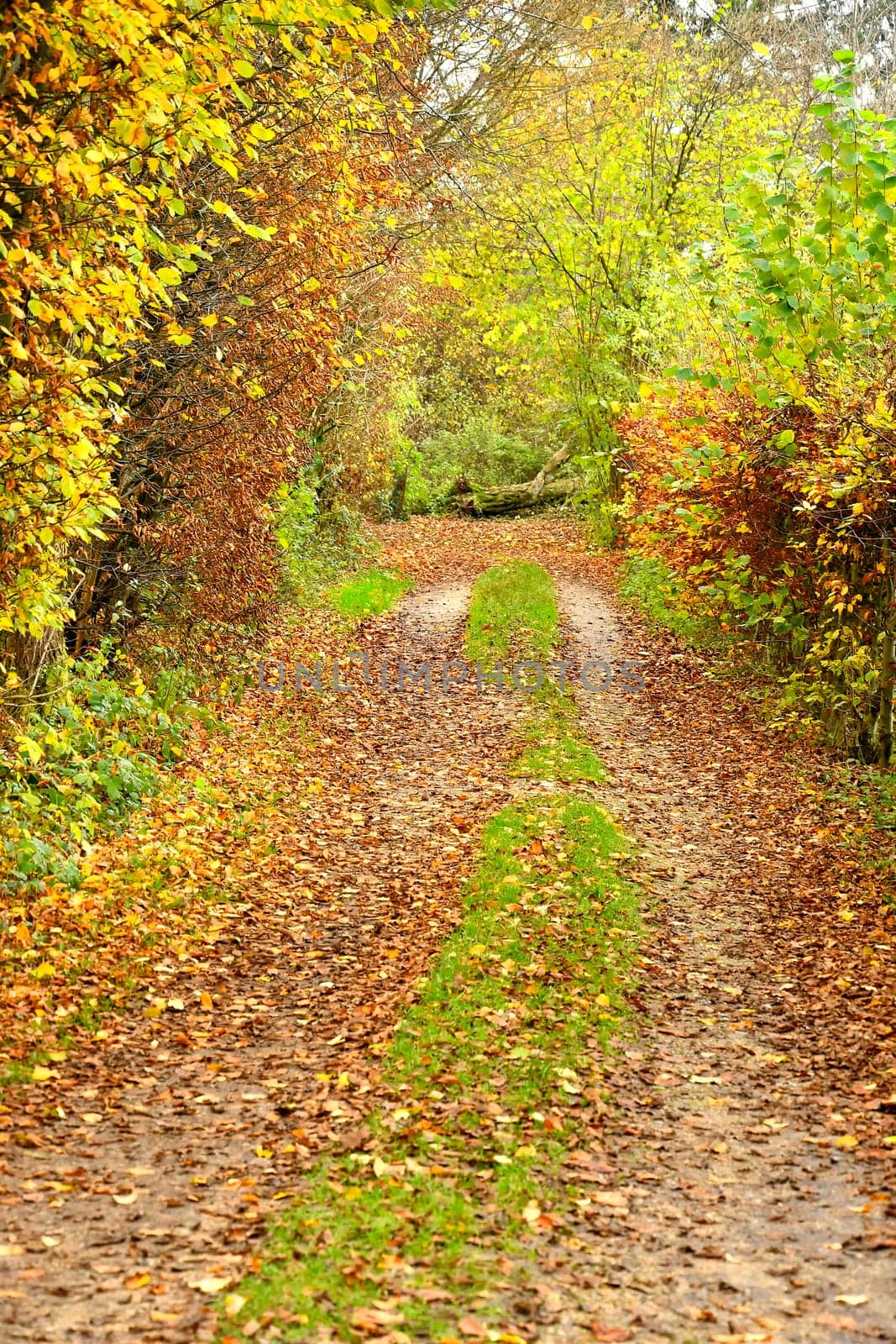 Forest in autumn with way