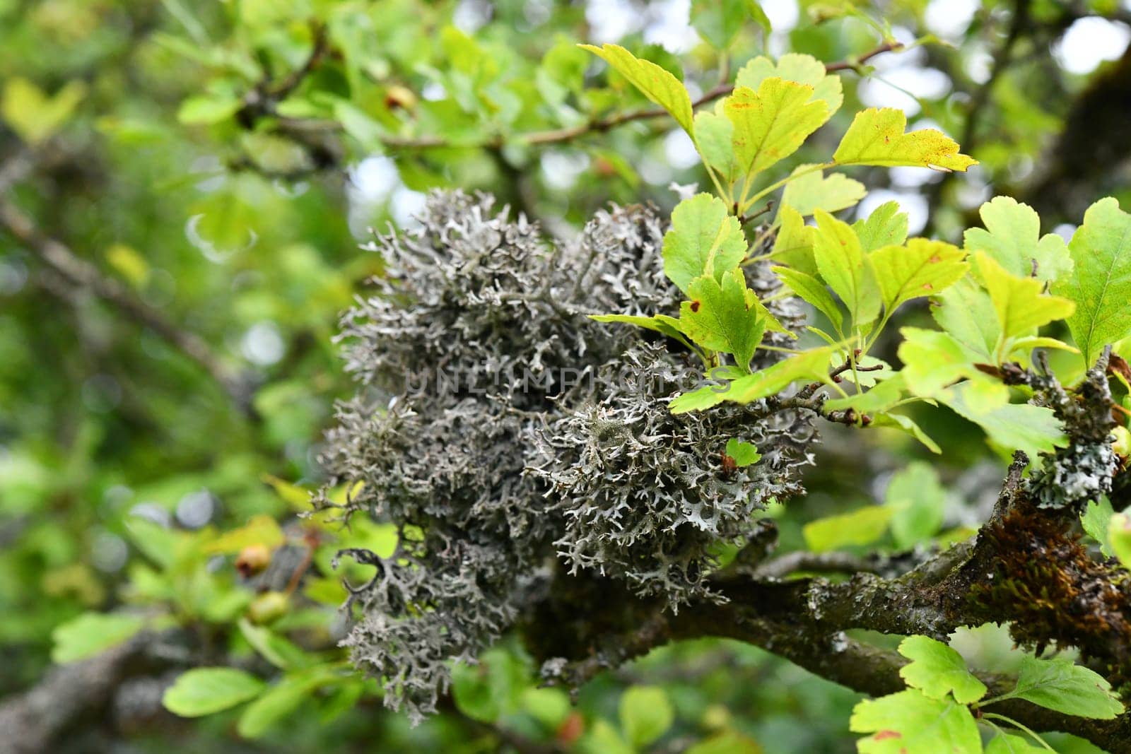Evernia prunasti