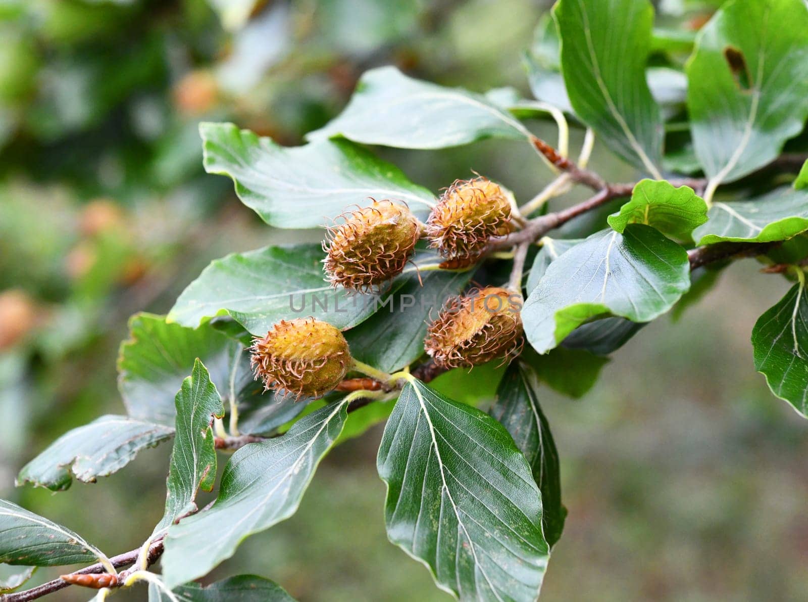 Fagus sylvatica