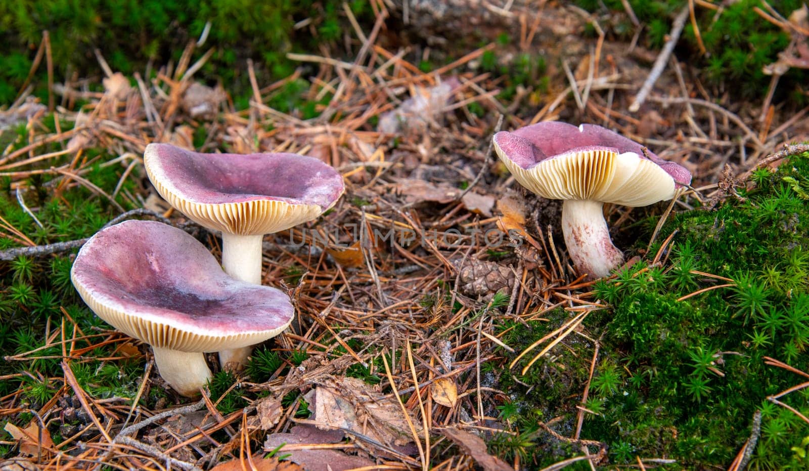 Russula fragilis