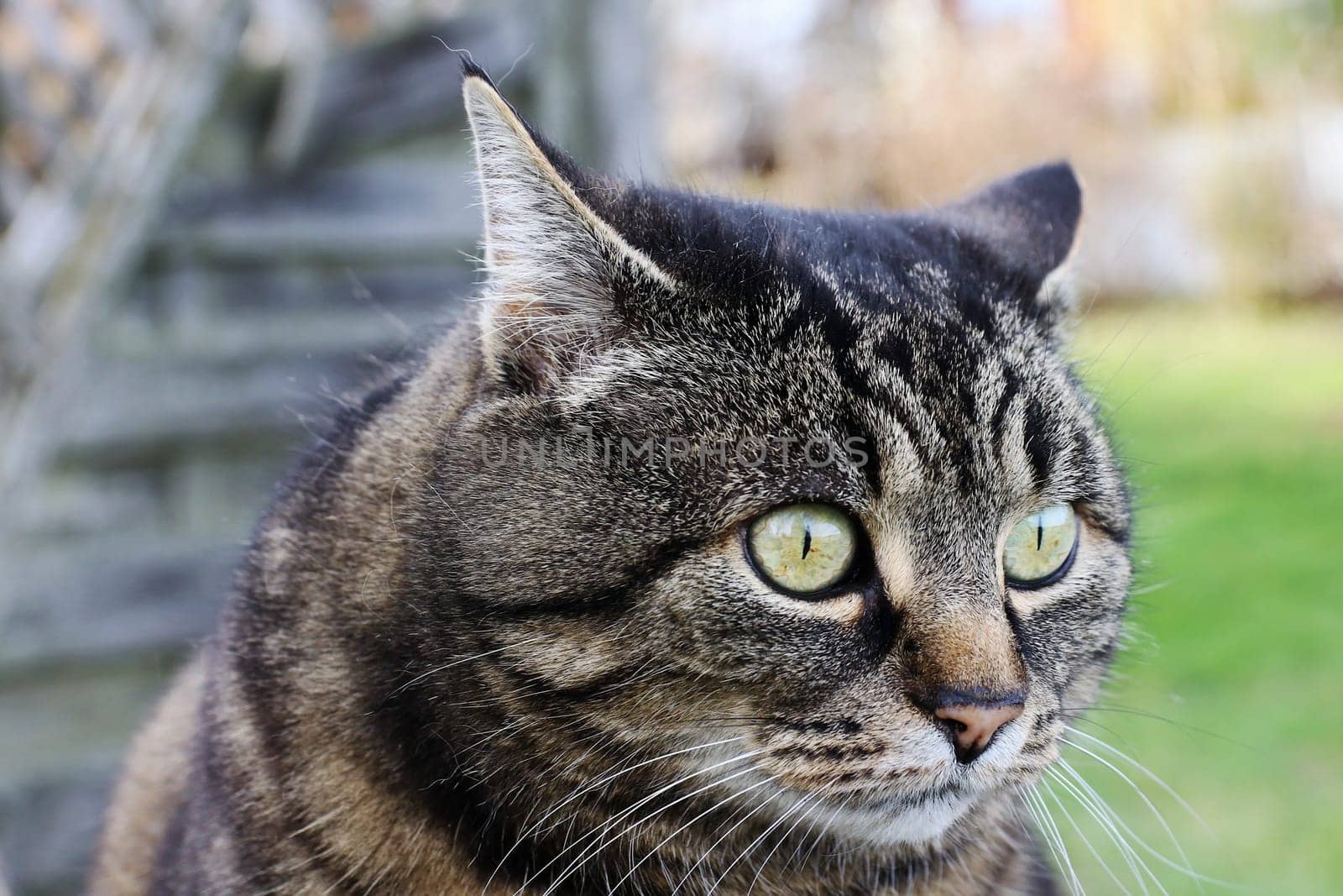 A cat looks with big eyes and put on ears