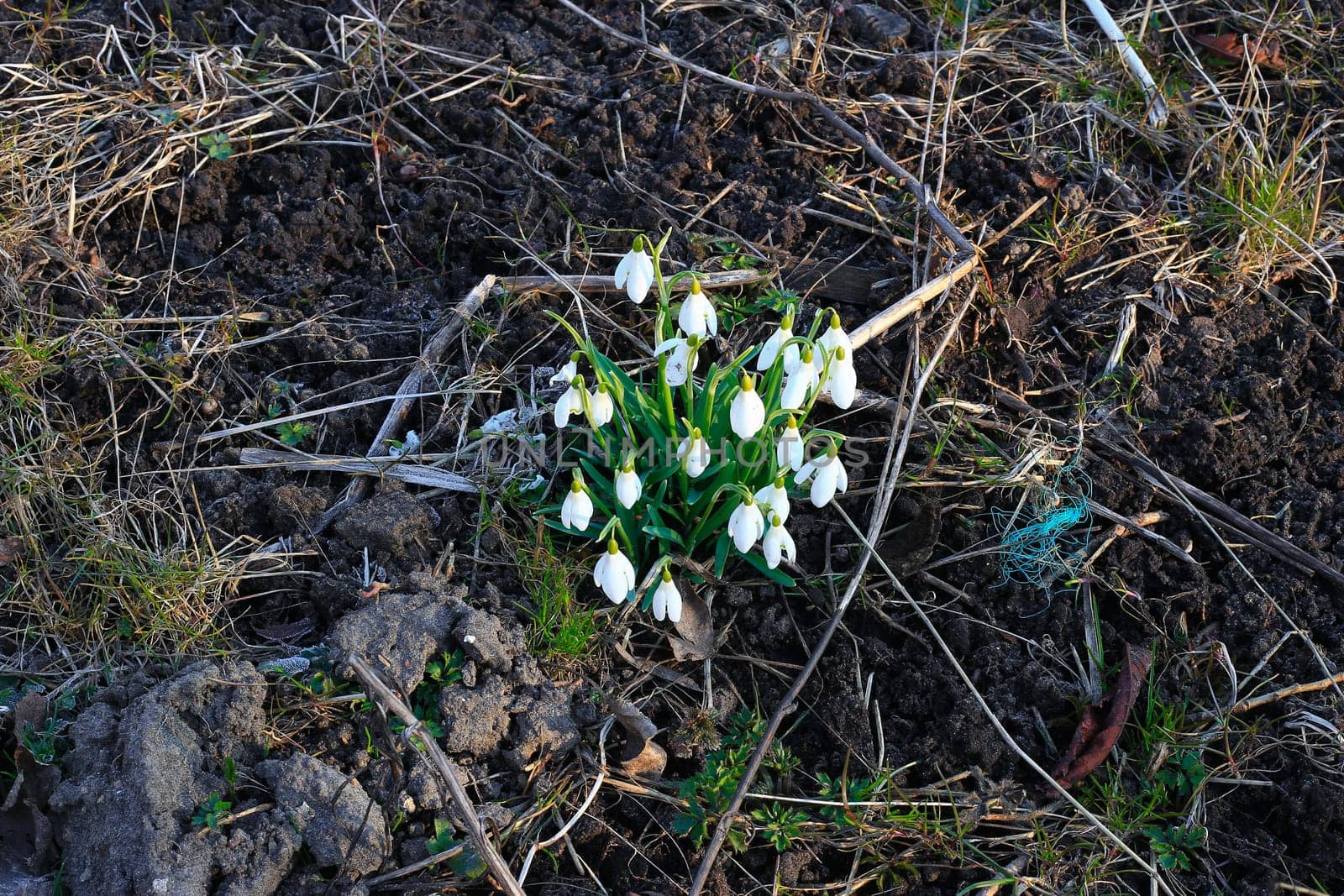 Gentle snowdrops on the dirty ground frozen, first sign of spring.