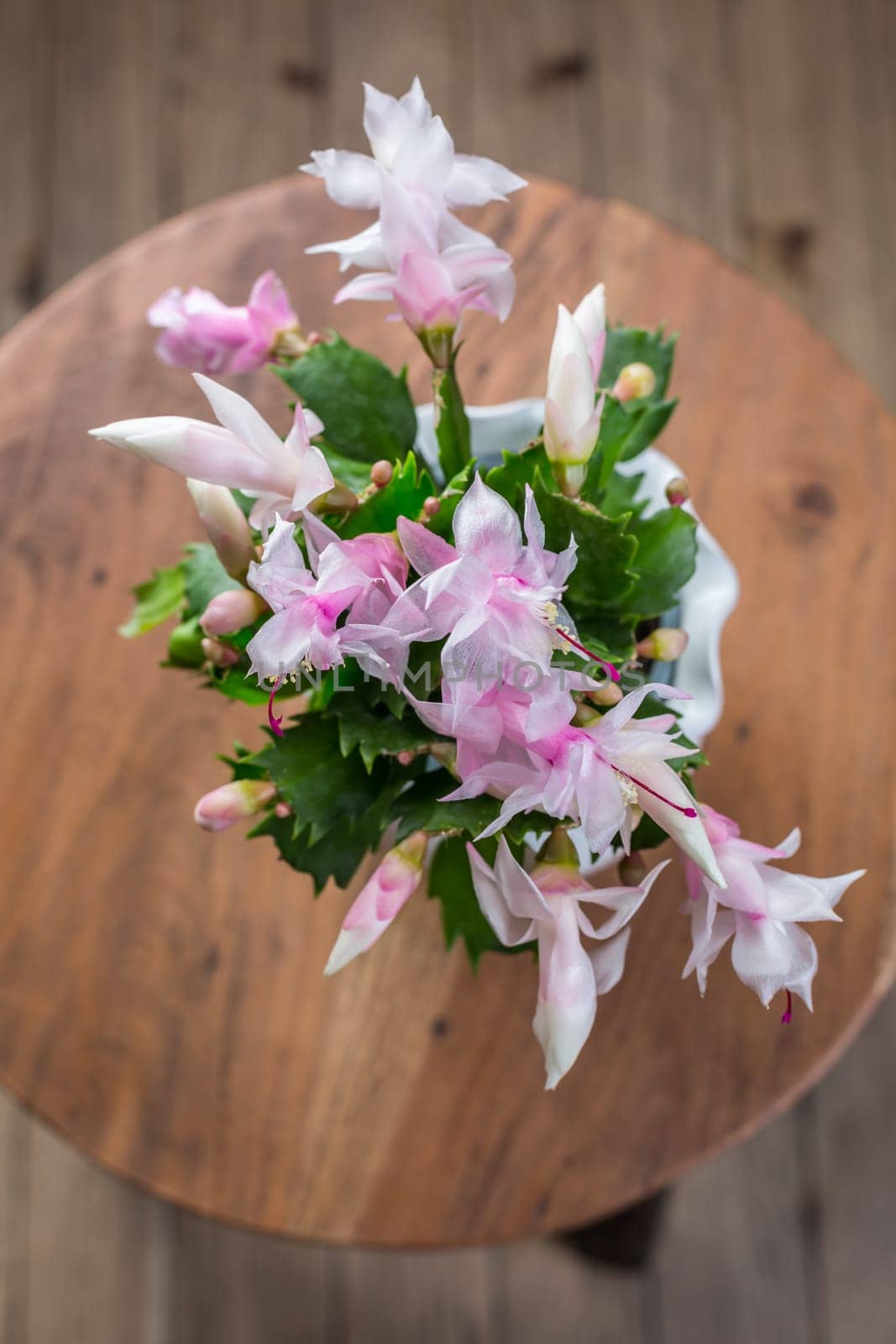 Christmas cactus (Schlumbergera) plant in pot on table
