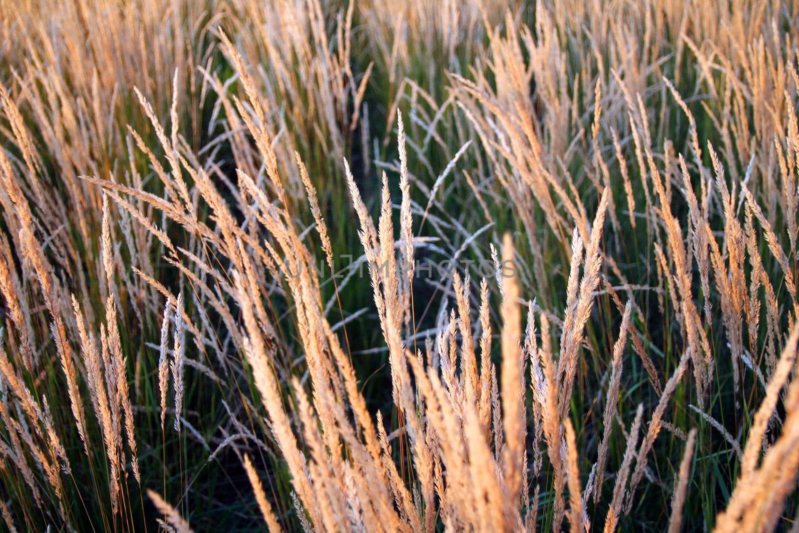 Yellow wheat ears moving in the sunset