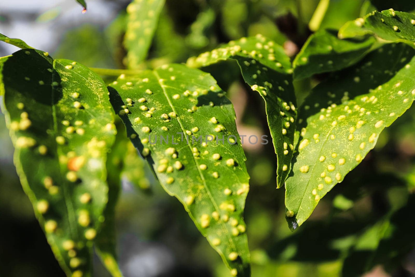 Closeup view of galls covering ash leaves.