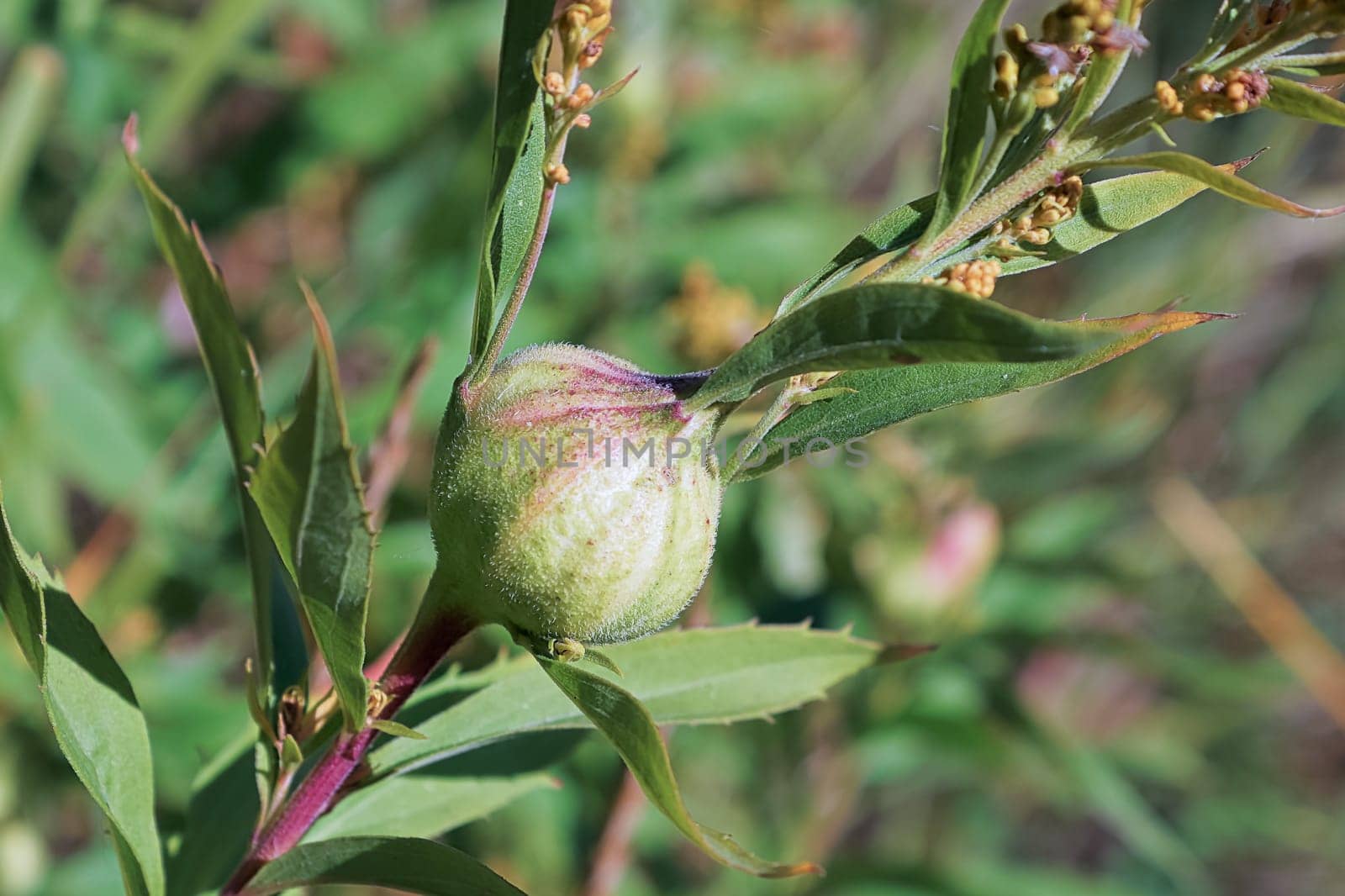 Closeup of the bulbous gall on a goldenrod stem.