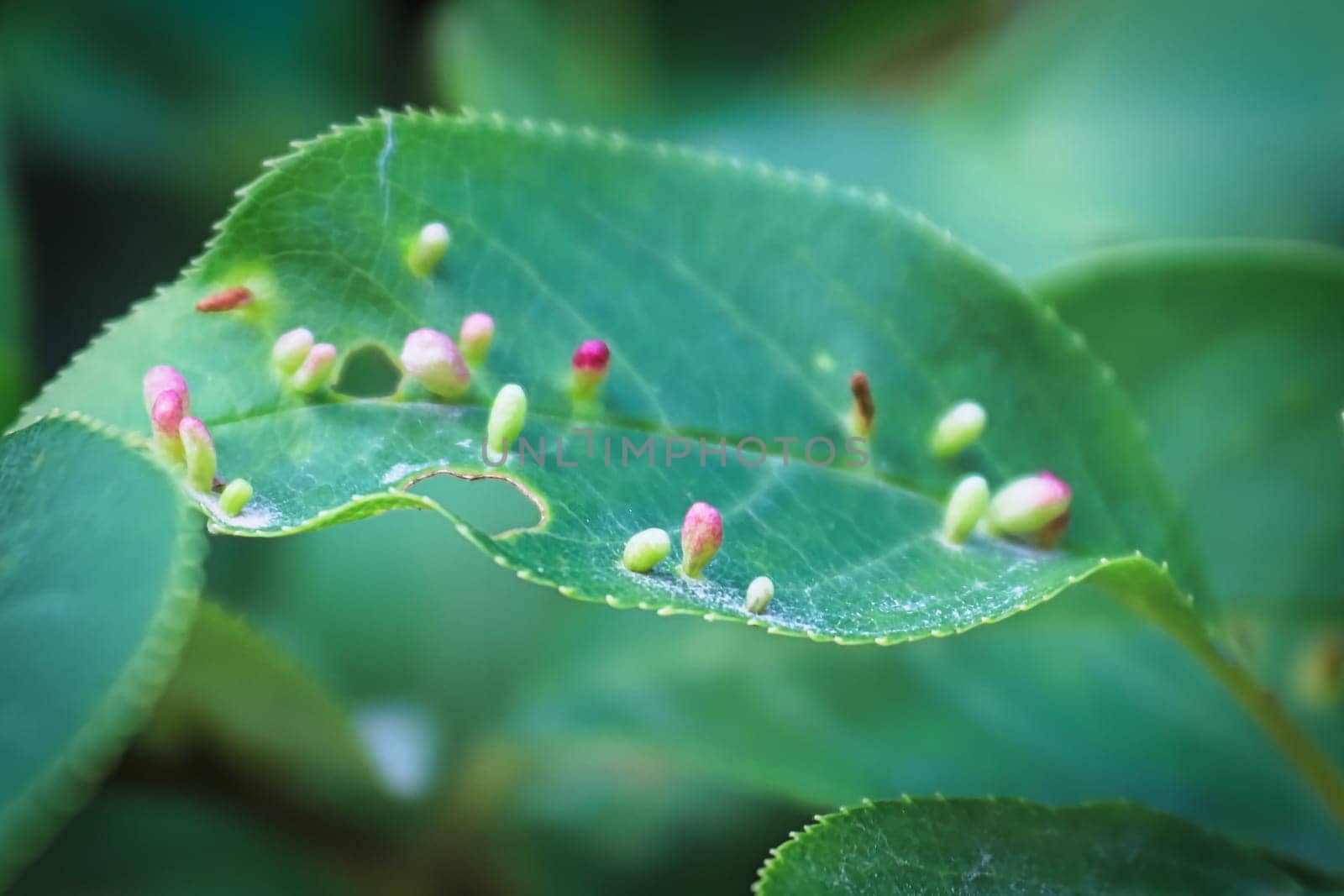 Marco of gall growths on a cherry leaf.