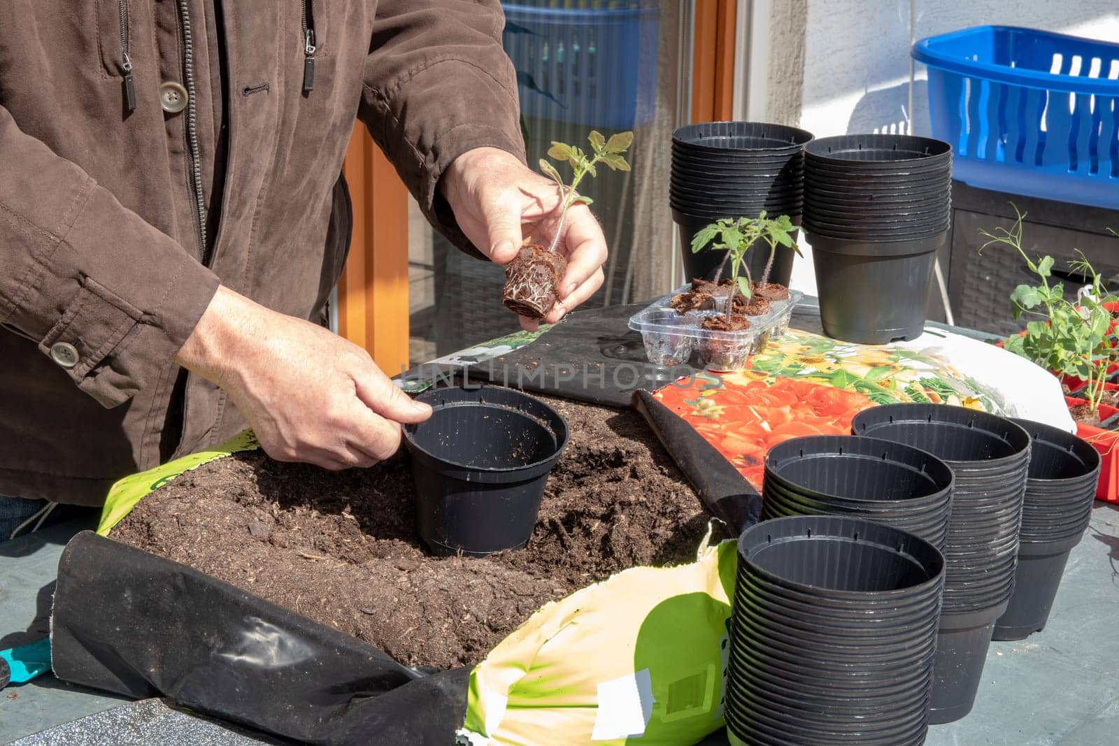 Young tomato seedlings that have been grown from seeds in the greenhouse are placed in larger planters in the spring. The gardener now uses nutrient-rich soil.