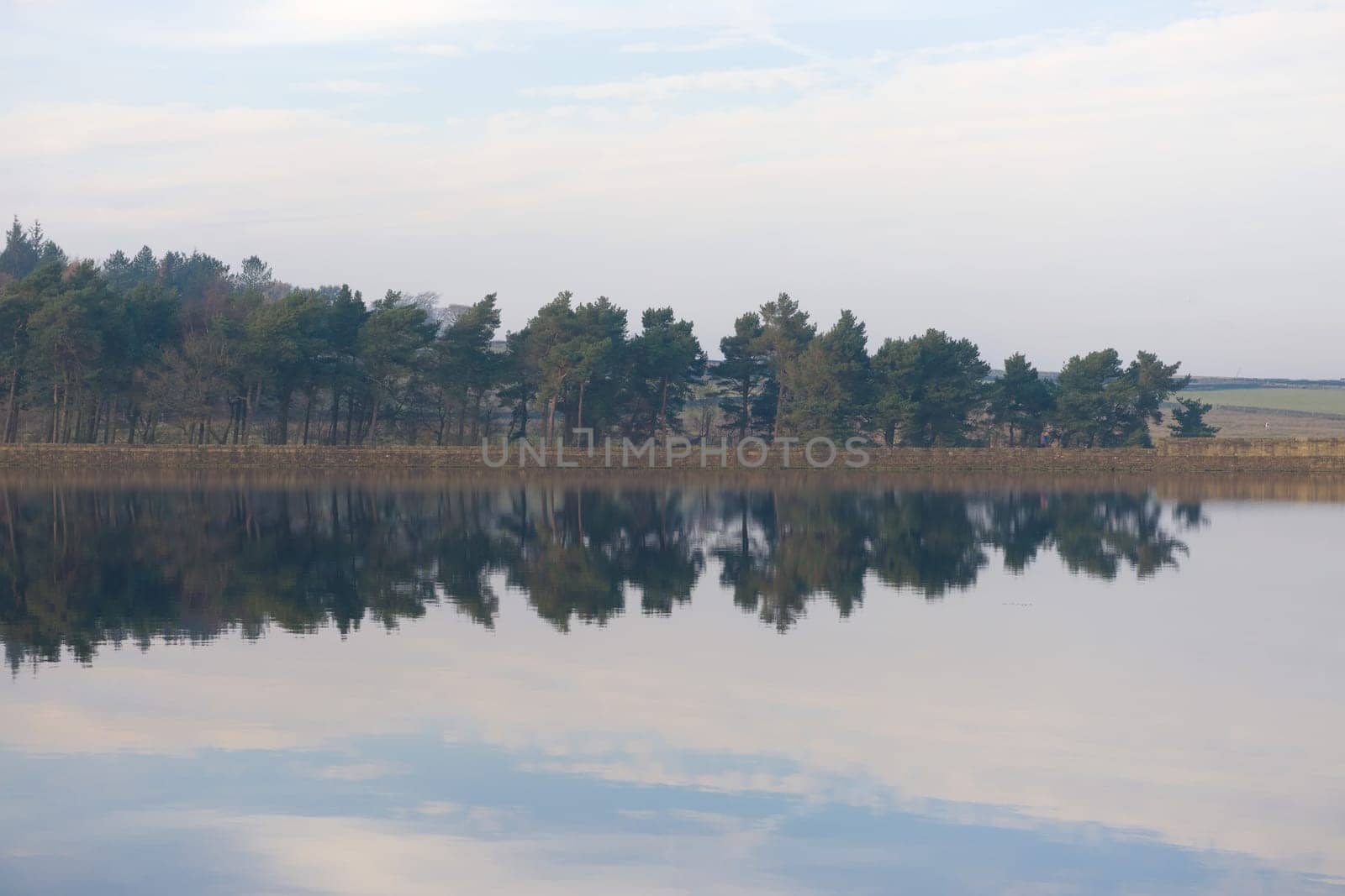 Reflected conifer trees over calm gently rippled water. Taken at redmires reservoirs in fulwood near sheffield. Symmetrical horizontal mirror line.