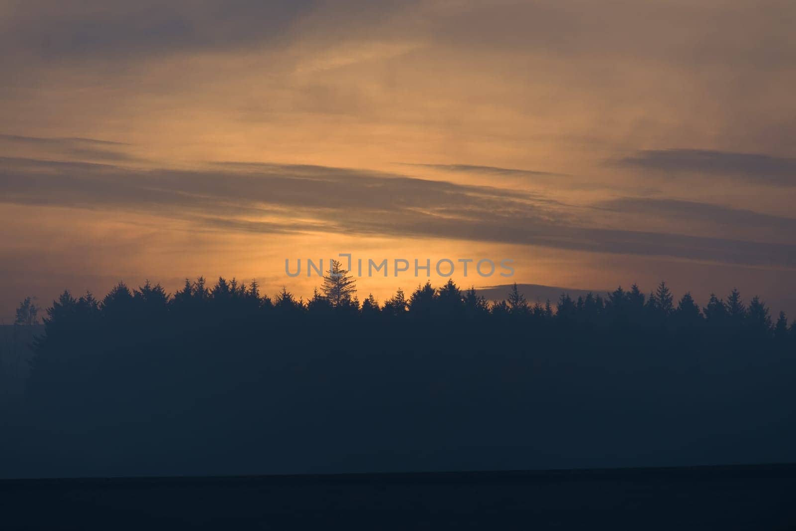 Amber hazy sky background with wispy clouds. Forest coniferous tree tops are silhouetted against the golden glow. Natural rural landscape at redmires