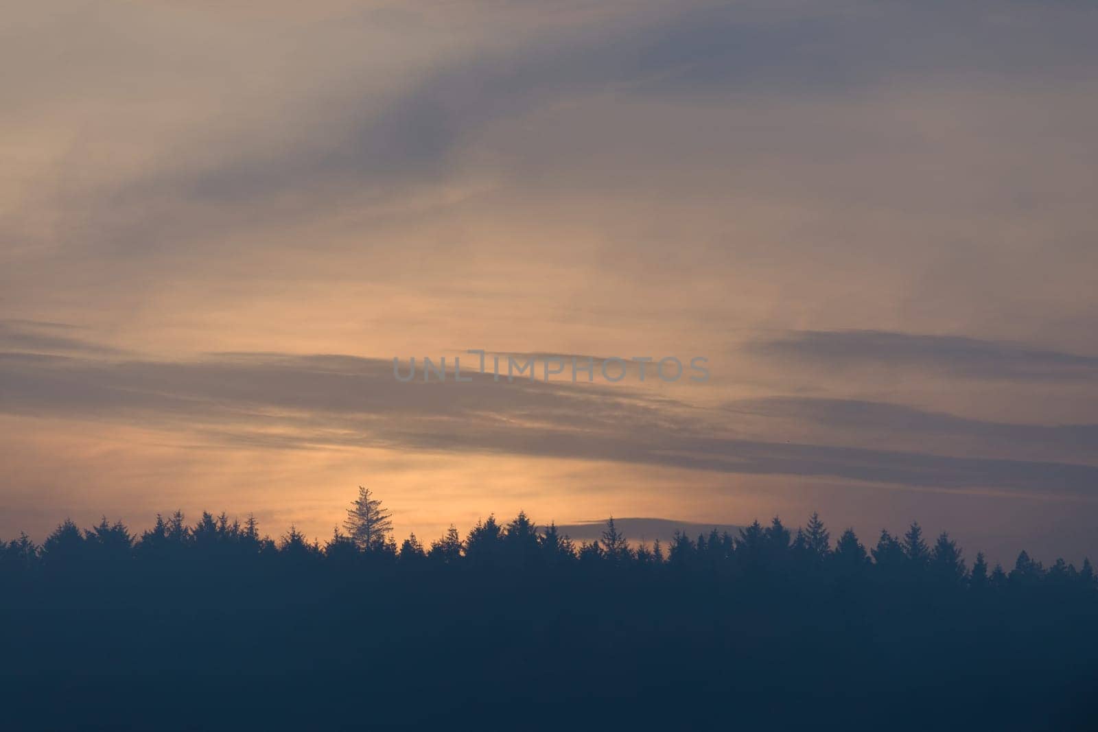 Sky cloudscape at dusk, just after sunset, with plenty of copy space for text. Line of silhouetted coniferous treetops fills the bottom of the frame