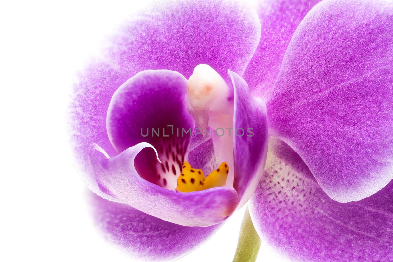 Orchid Purple Close Up, studio shot of beautiful tropical flower  head