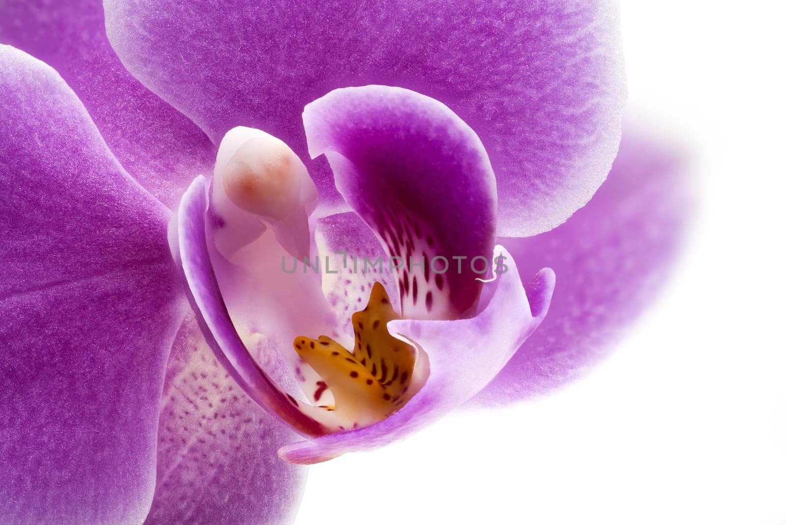Orchid Purple Close Up, studio shot of beautiful tropical flower  head