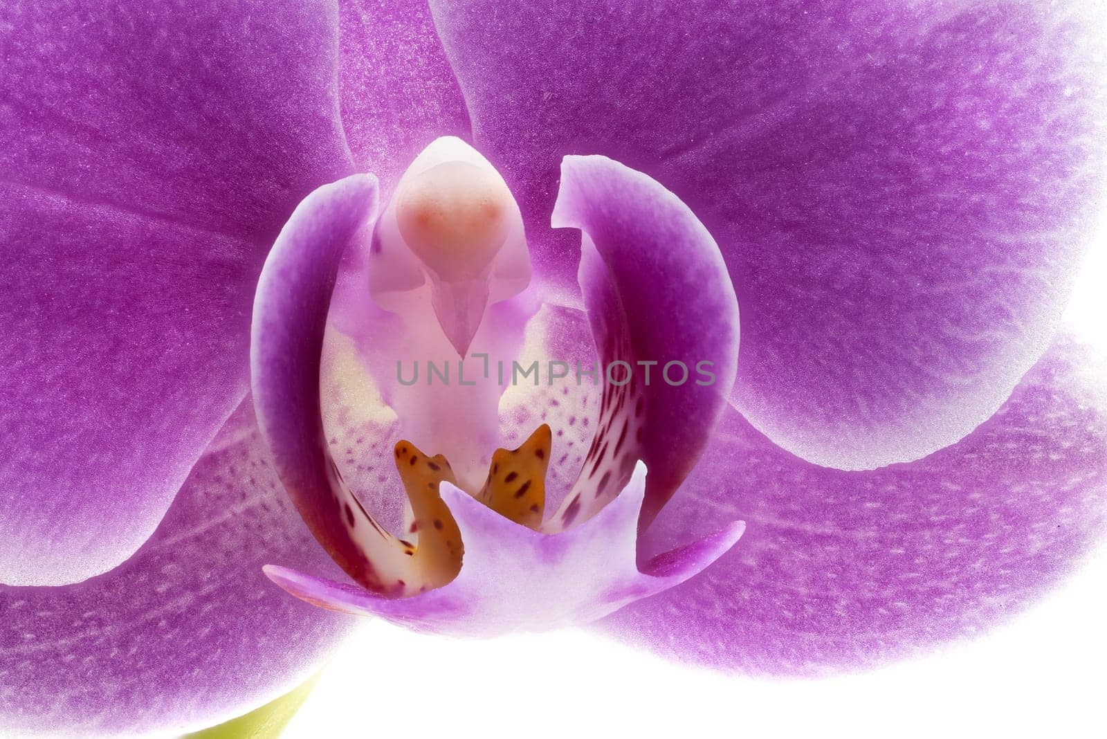 Orchid Purple Close Up, studio shot of beautiful tropical flower  head
